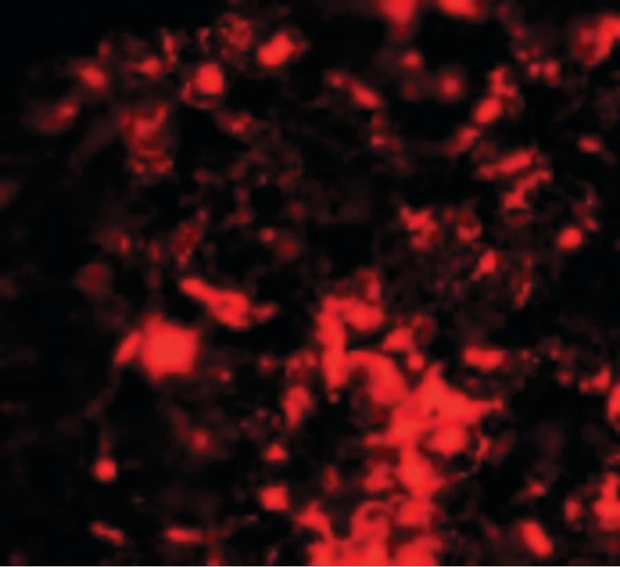 RNF8 Antibody