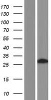 TRIM73 Protein (Over-Expression Lysate Myc-DDK (Flag))