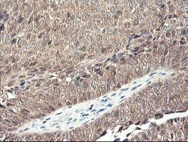 Monoclonal Mouse anti-Human RBBP7 / RbAp46 Antibody (clone OTI5A4, IHC, WB)