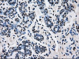 L1CAM Antibody (clone OTI2A6, Carrier-free)