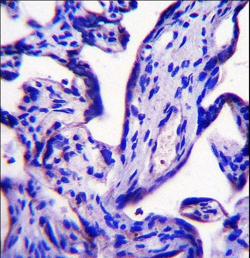Polyclonal Rabbit anti-Human EFCAB7 Antibody (aa434-462, IHC, WB)
