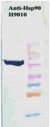HSP90 / Heat Shock Protein 90 Antibody (clone H90-10)