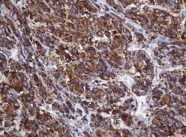 POGK Antibody (clone OTI3D2)