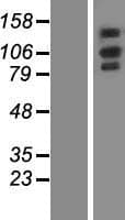 OXR1 Protein (Over-Expression Lysate Myc-DDK (Flag))