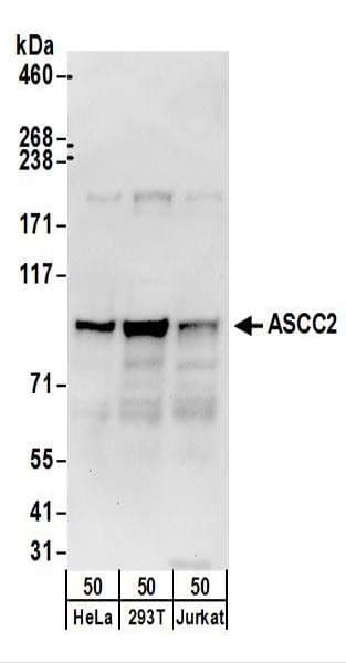 ASCC2 Antibody (aa500-550)