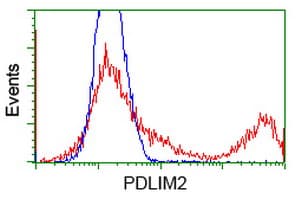 PDLIM2 / SLIM Antibody (clone OTI12A5, Carrier-free)