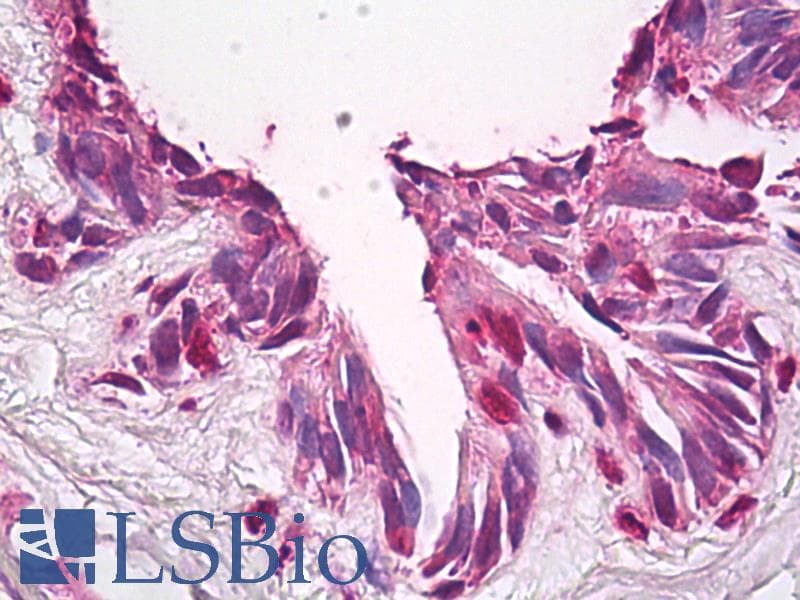 IHC-plus™ FUZ / FY Antibody (aa338-355)