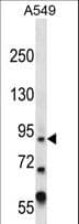 ZFY Antibody (aa323-351)