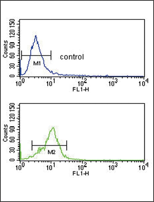 Polyclonal Rabbit anti-Human CRHR2 / CRF2 Receptor Antibody (aa84-114, IHC, WB)
