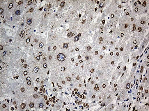SLU7 / 9G8 Antibody (aa1-300, clone OTI5A7, Carrier-free)