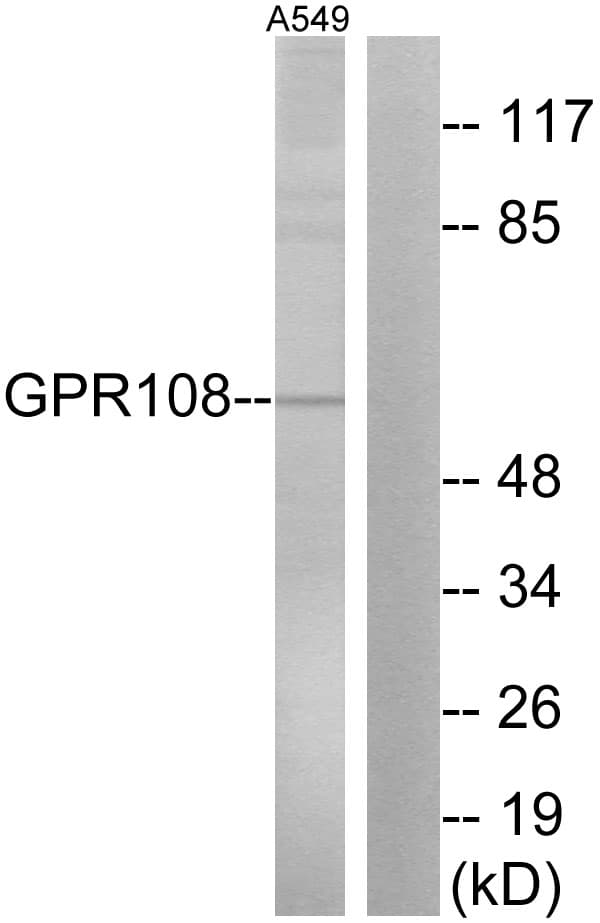 GPR108 Antibody (aa155-204)