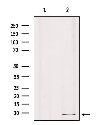 GNG8 Antibody