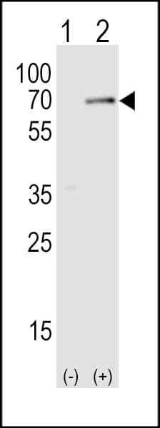 STK39 / SPAK Antibody (aa346-376)