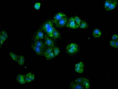 ERI1 / HEXO Antibody