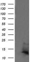 DDT / Dopamine Tautomerase Antibody (clone OTI3B10)