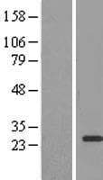 EF1B / EEF1B2 Protein (Over-Expression Lysate Myc-DDK (Flag))