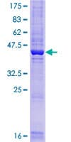 Human C9orf7 Protein (Recombinant GST)