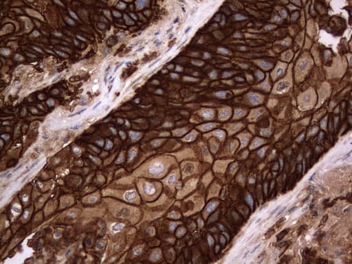 CD44 Antibody (clone UMAB134)