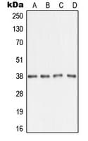 AMD / AMD1 Antibody (Internal)