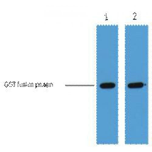 Monoclonal Mouse GST Tag Antibody (clone 1B10, WB)