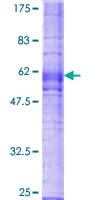 Human CX3CR1 Protein (Recombinant GST)