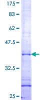Human SIGLEC5 / CD170 Protein (Recombinant GST, N-terminus)