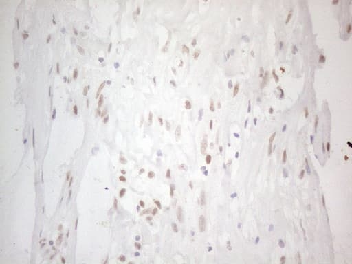 HDAC2 Antibody (aa415-488, clone OTI7E10)