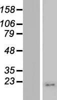 MRPS21 Protein (Over-Expression Lysate Myc-DDK (Flag))