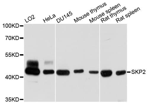SKP2 Antibody