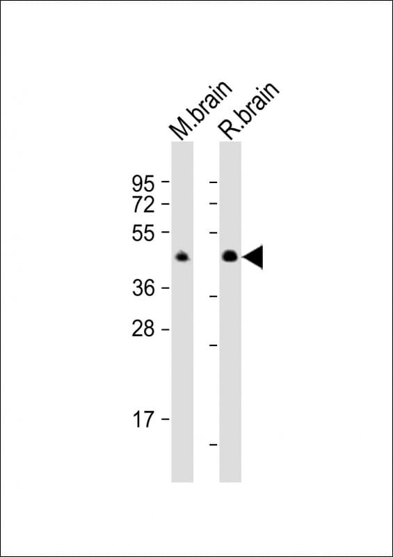 CNPase Antibody (aa122-156)