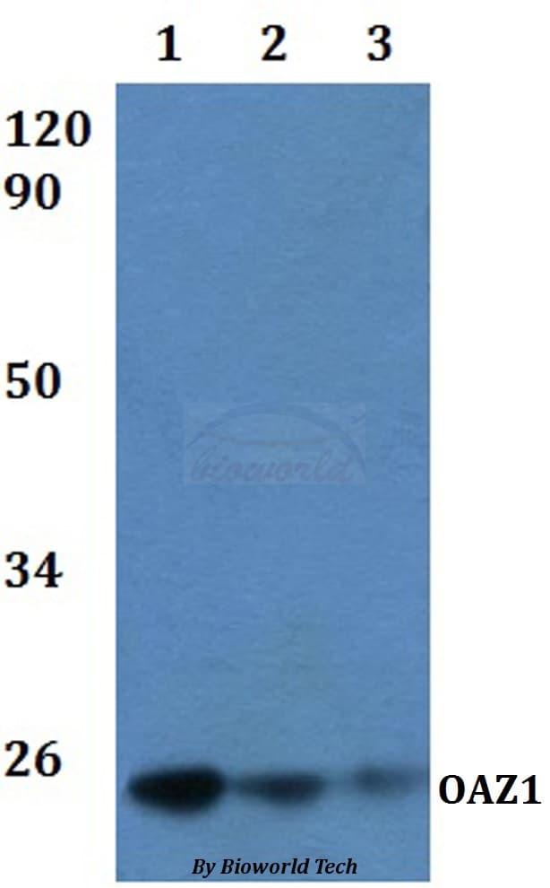 Polyclonal Rabbit anti-Human OAZ1 / OAZ Antibody (WB)