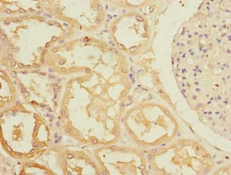 RASA4 / CAPRI Antibody
