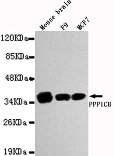 Monoclonal Mouse anti-Human PPP1CB Antibody (WB)