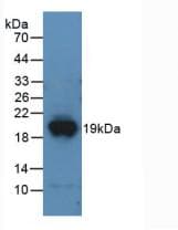 Polyclonal Rabbit anti-Mouse DPP4 / CD26 Antibody (aa29-178, WB)