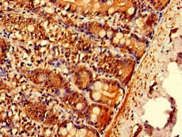 EPN3 Antibody
