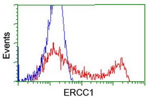 ERCC1 Antibody (clone OTI12F11, Carrier-free)