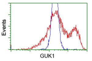 GUK1 / Guanylate Kinase 1 Antibody (clone OTI1D7)