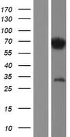 IRF2BP1 Protein (Over-Expression Lysate Myc-DDK (Flag))