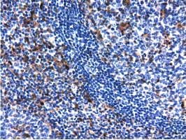 QPRT Antibody (clone OTI1C10, Carrier-free)
