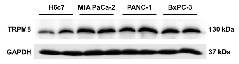 Monoclonal Mouse anti-Human GAPDH Antibody (clone OTI2D9, WB)