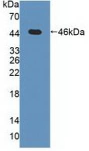 MAPK13 / p38delta Antibody (aa1-365, PE)