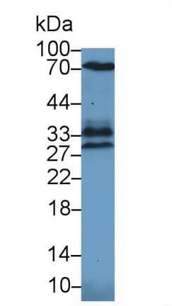 HMOX1 / HO-1 Antibody (aa99-237)