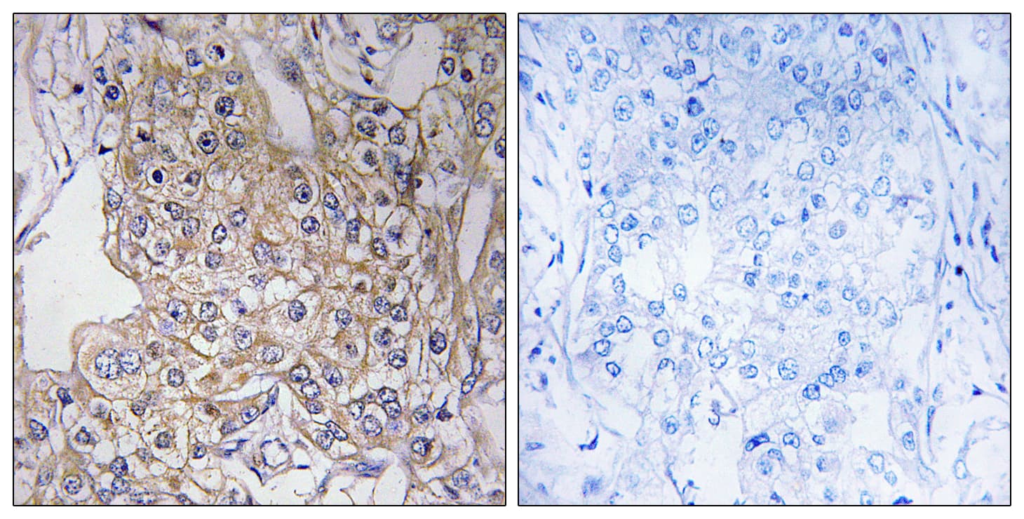 TNXB / Tenascin XB Antibody (aa1761-1810)