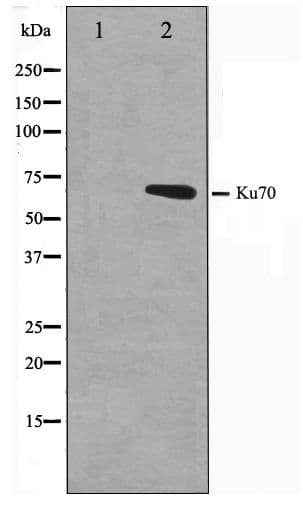 Polyclonal Rabbit anti-Human XRCC6 / Ku70 Antibody (IHC, IF, WB)
