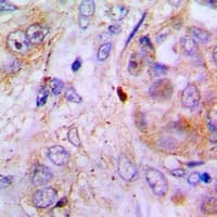 S100Z Antibody