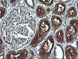 ANAPC11 / APC11 Antibody (clone OTI3F5, Carrier-free)