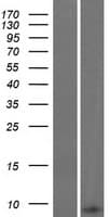 GNG8 Protein (Over-Expression Lysate Myc-DDK (Flag))