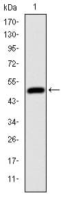 HFE Antibody (clone 3F1)