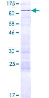 Human ARID3A / DRIL1 Protein (Recombinant GST)