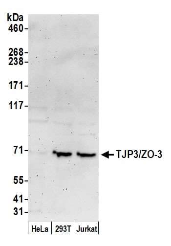 TJP3 / ZO3 Antibody (aa883-933)